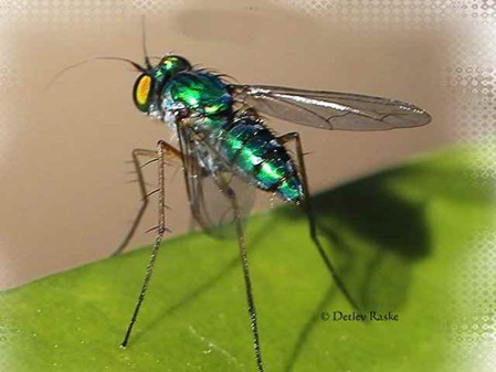 Dolichopodidae Art