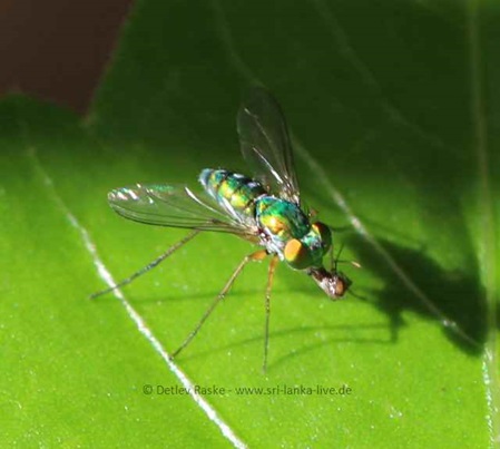 Dolichopodidae räuberisch lebende Art