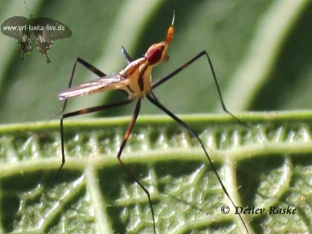 besonders hübsche Fliegen Art