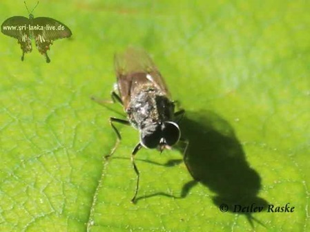 Fliege noch ohne Namen