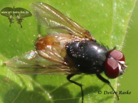 Fliege halb beige halb schwarz mit roten Augen