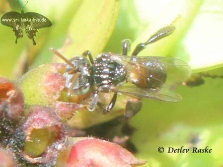 unbestimmte Fliege an Blüte