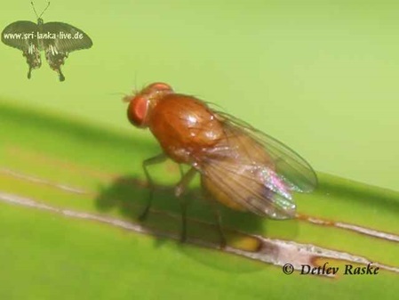 wahrscheinlich Homoneura lucida in Sri Lanka eine kleine, dicke, braune Fliege.