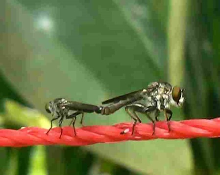 Fliegen bei Paarung