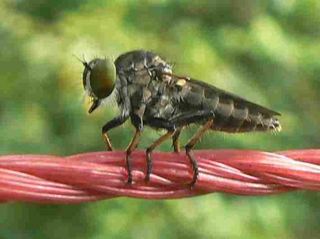 weibliche Fliege