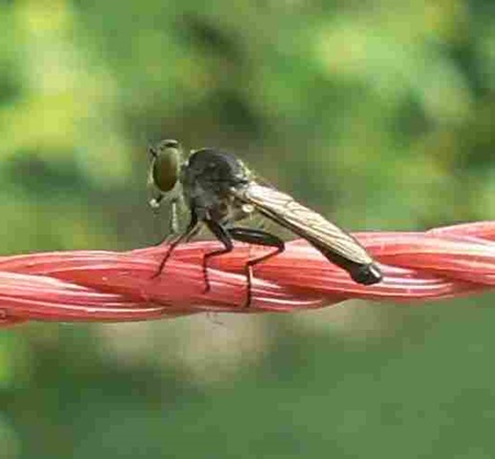 Asilidae Art wahrscheinlich Machimus parvus