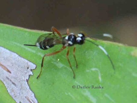 schwarz weiße Ichneumonidae Art