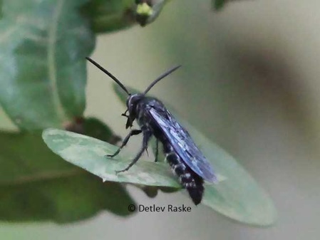 Pompilidae Art - metallisch blau glänzend