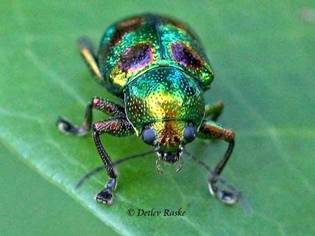 glänzender mehrfarbiger Käfer
