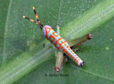 Grashüpfer mit orange schwarzen Fühlern