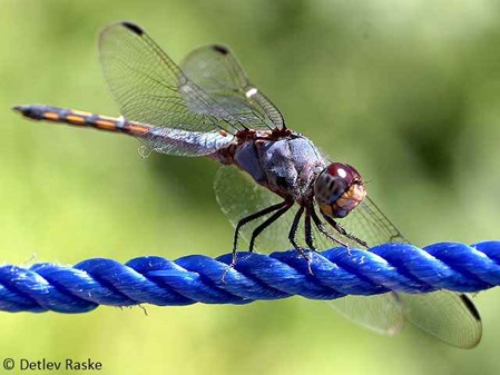 mittelgroße Libelle blaugrauer Körper