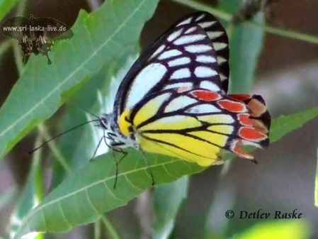 Sri Lanka Schmetterling - Delias eucharis