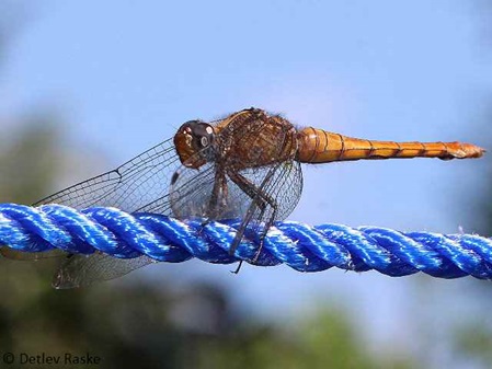 Libelle Weibchen Brachythemis contaminata