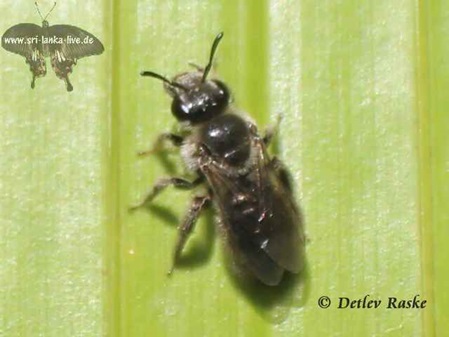 vielleicht eine Bienen Art