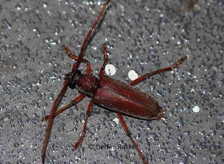 Bockkäfer unbestimmt