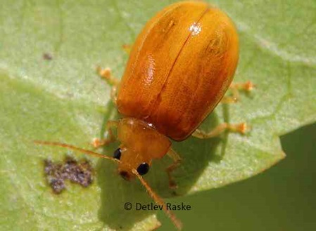 Käfer leuchtend orange-braun