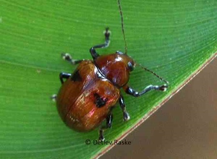 brauner Käfer mit schwarzen Flecken