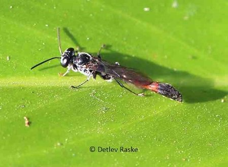 schlanke langestreckte Schlupfwespe