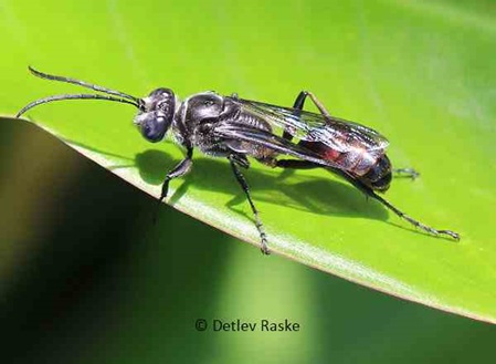 Pompilidae unbestimmte Art