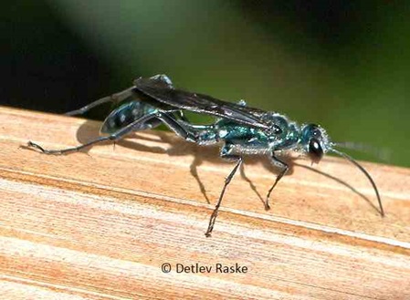 wahrscheinlich ist das die Wegwespe Auplopus cyanellus