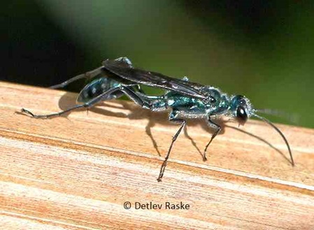 wahrscheinlich ist das die Wegwespe Auplopus cyanellus