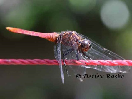 Libelle Purpurschwanzbussard - Orthetrum pruinosum