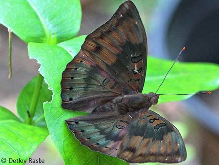 Ceylon Schmetterling Dophla evelina