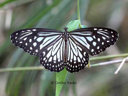 weiß schwarzer Schmetterling Parantica aglea