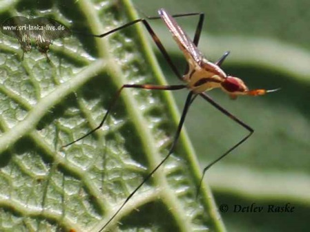 fliegendes Insekt hochbeinig Gymnonerius ceylanicus