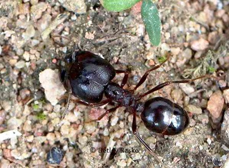 schwarze kleine Ameise mit großen Kopf