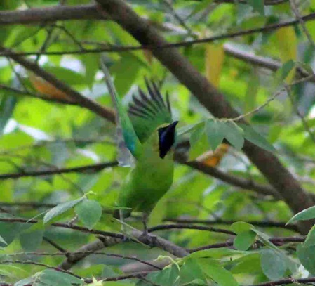 Jerdons Blattvogel in der Jamaika Kirsche