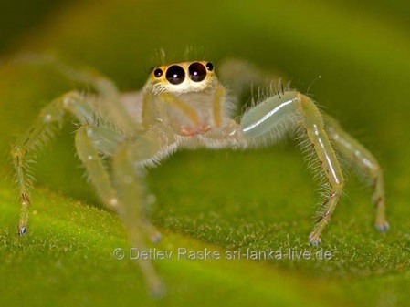 hübsche unbekannte Springspinne