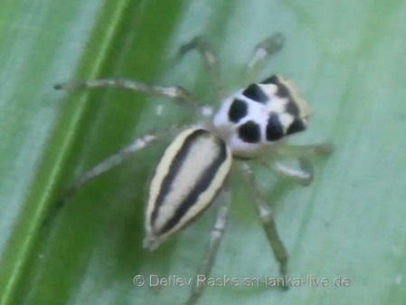 Springspinne mit schwarz weißer Zeichnung am Kopf