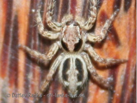 mir unbekannte Springspinne