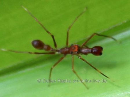 eine sehr interessante Spinne