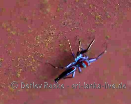 schöne bunte Springspinne