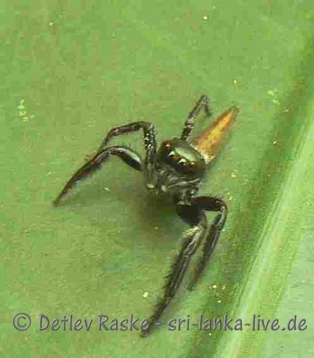 Springspinne vorne schwarz hinten gold