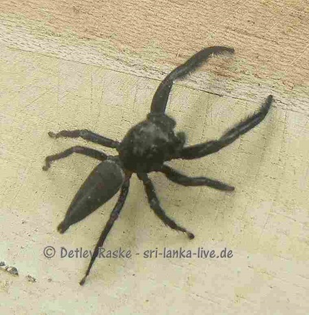 ganz schwarze Springspinne