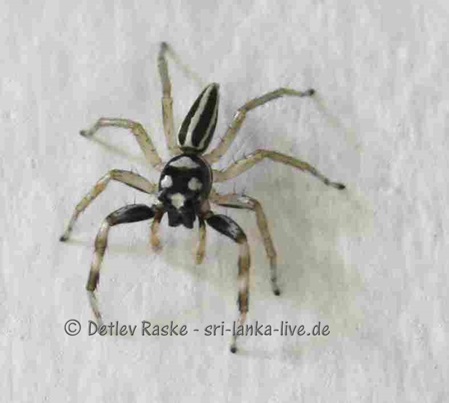 Springspinne Phintella Art