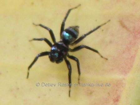 Jumping Spider Sri Lanka - Phintella vittata