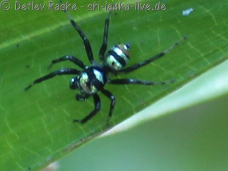 Sri Lanka, Springspinne mit blau schwarzer Zeichnung.