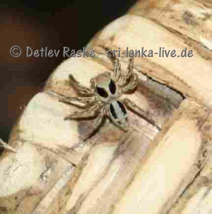 kleine Springspinne auf dem Tisch