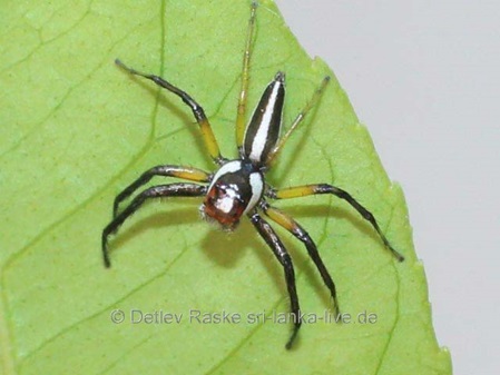 Jumping Spider Sri Lanka schwarz weiß braun