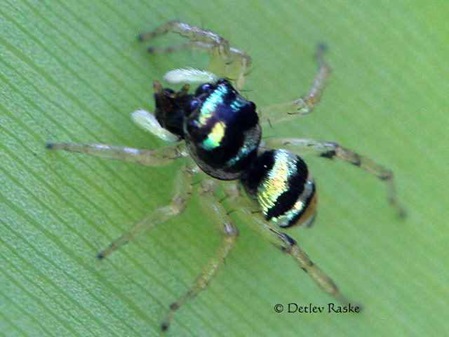 Phintella vittata juvenil