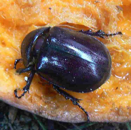 Käfer violettschimmernd Name unbekannt