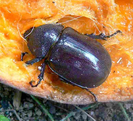 schwarzvioletter Käfer an Obst