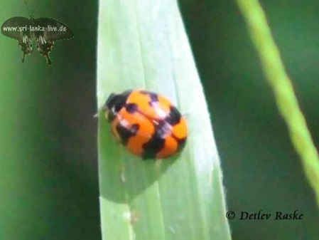 Marienkäfer auf einem Blatt