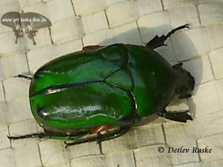 Dieser grüne Käfer ist ein Blumenkäfer