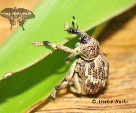 witziger Rüsselkäfer Curculionidae Art in Sri Lanka