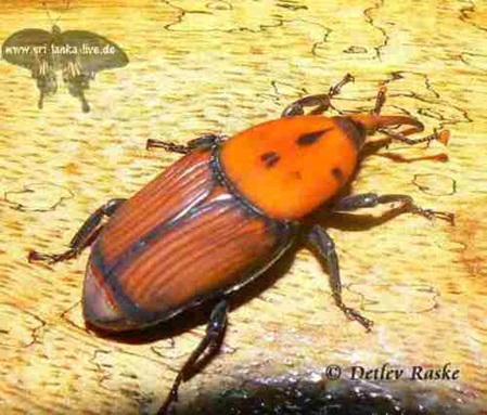 Rotoranger Käfer ca. 3cm mit schwarzen Flecken